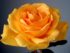 Arti Bunga Mawar Orange