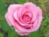 Arti Bunga Mawar Pink