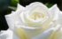 Arti Bunga Mawar Putih